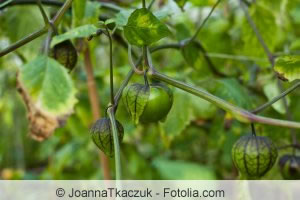 Tomatillo Pflanze