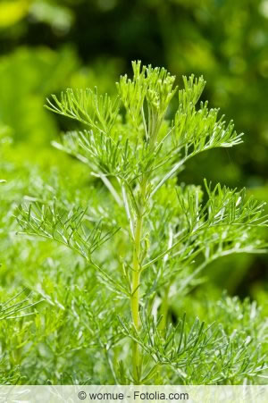 Artemisia abrotanum