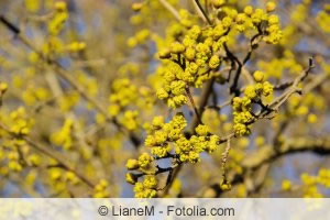 Blüten von Cornus mas