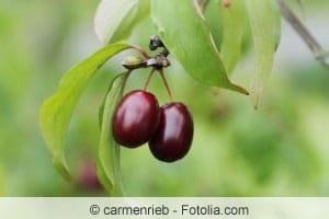 Cornus mas