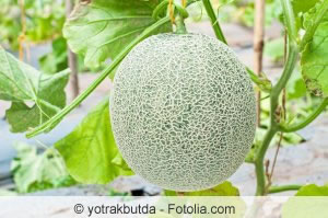 Melone Melone