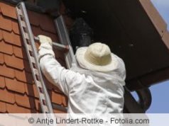 Hornissen Vertreiben Wie Kann Man Sie Sanft Verjagen