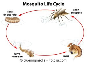 Mücken Steckbrief