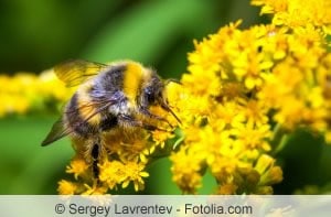 Hummel Nahaufnahme