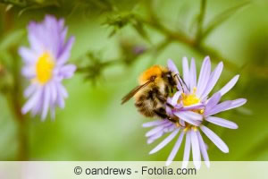 Hummel an der Blüte