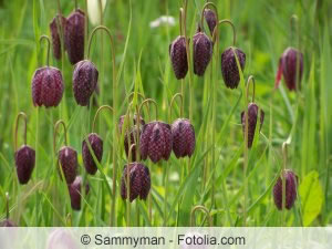 Schachblume Schachblume