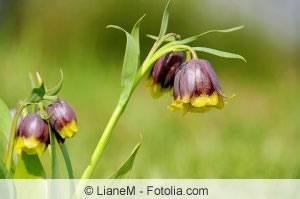 Schachblumen auf Wiese