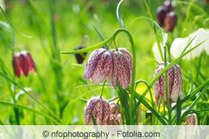 Fritillaria meleagris Pflanzen