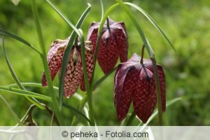 Fritillaria meleagris