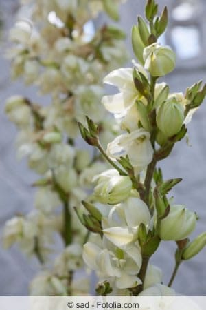 Yucca gloriosa