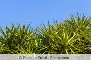 yucca rostrata yucca rostrata