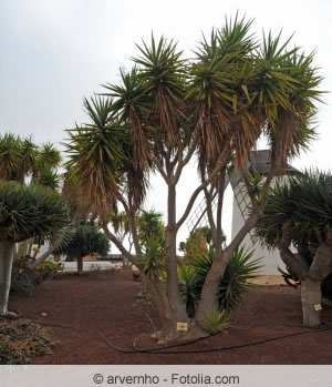 Yucca rostrata - Blaublättrige Yucca