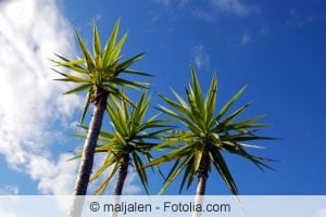 Blaublättrige Yucca