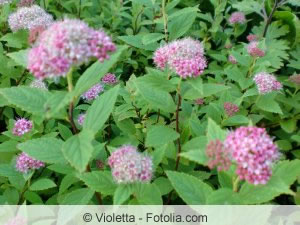 Spiraea japonica