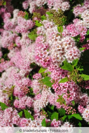 Spiraea japonica