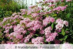 Sommerspiere Sommerspiere