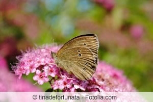 Schmetterling auf Sommerspiere