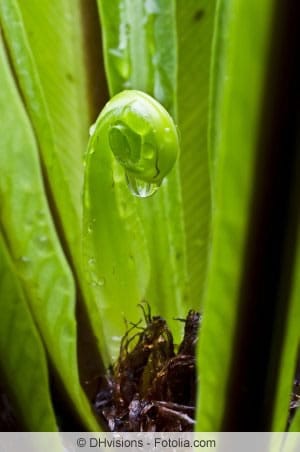 Asplenium scolopendrium