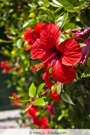 Hibiskus