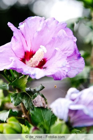 violette Hibiskusblüte