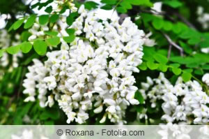 Blüten der Robinia