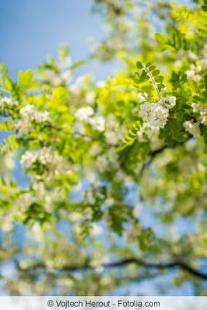 Robinia pseudoacacia