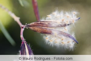 Samen des Rosenlorbeers