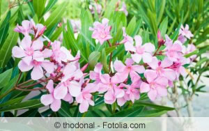 Oleander