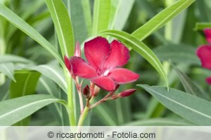 rot blühender Oleander