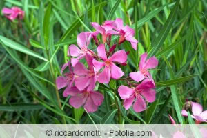 Oleander Oleander