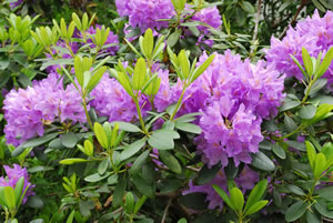 Rhododendron