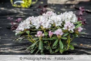 junger Rhododendron junger Rhododendron