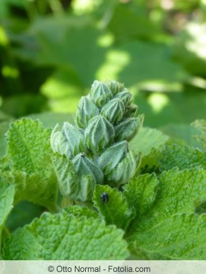 Alcea rosea