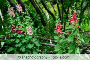 Stockrosen im Garten