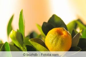 Calamondin