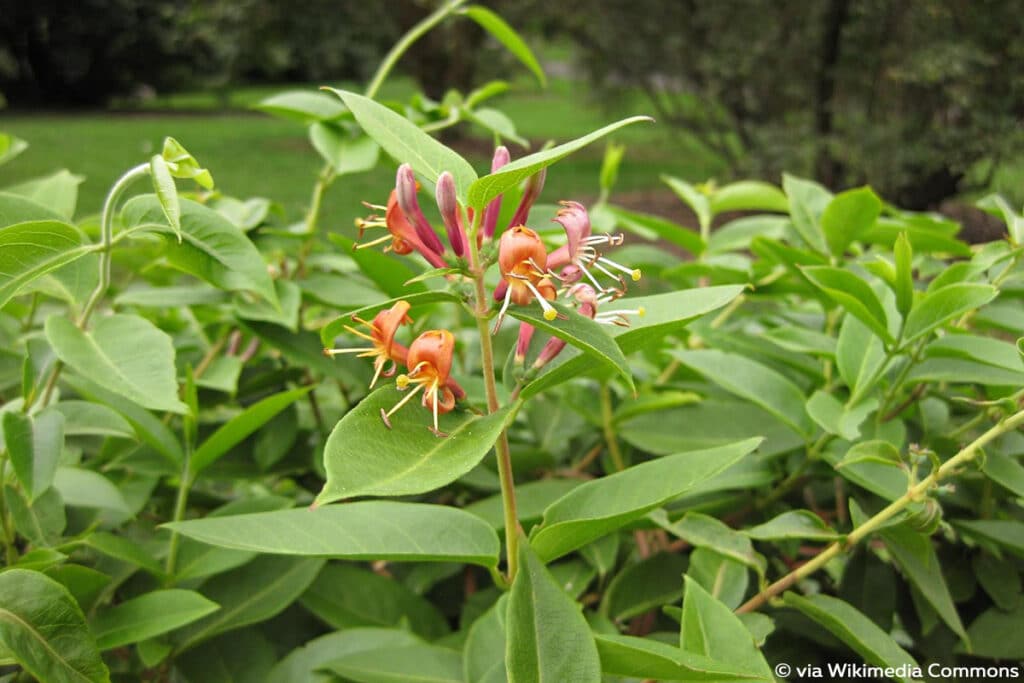 immergrüne Geißblatt (Lonicera acuminata), winterhart