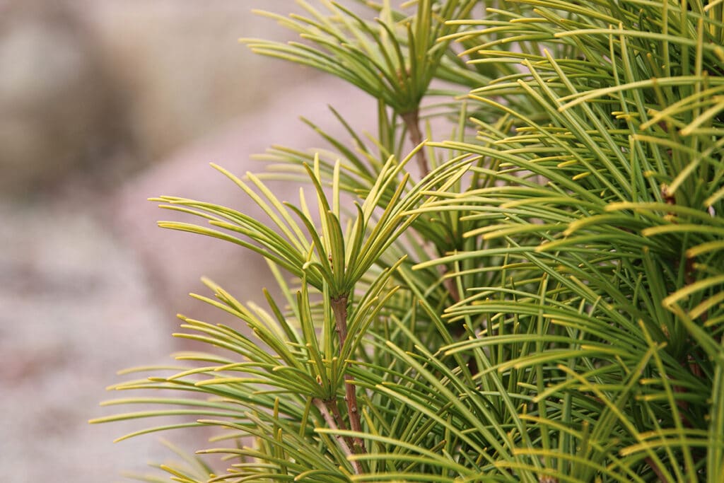 Japanische Schirmtanne - Sciadopitys verticillata