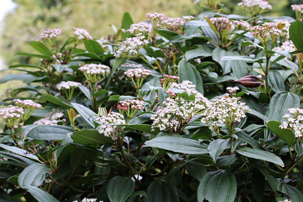 Kissen-Schneeball, Viburnum davidii, winterhart