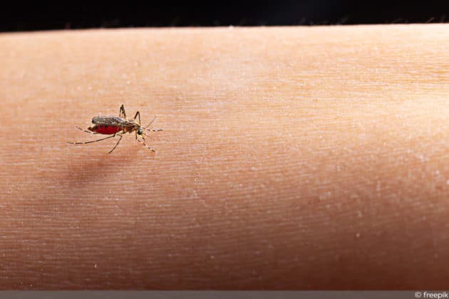 Was hilft gegen Mücken in Wohnung und im Garten? - Gartendialog.de