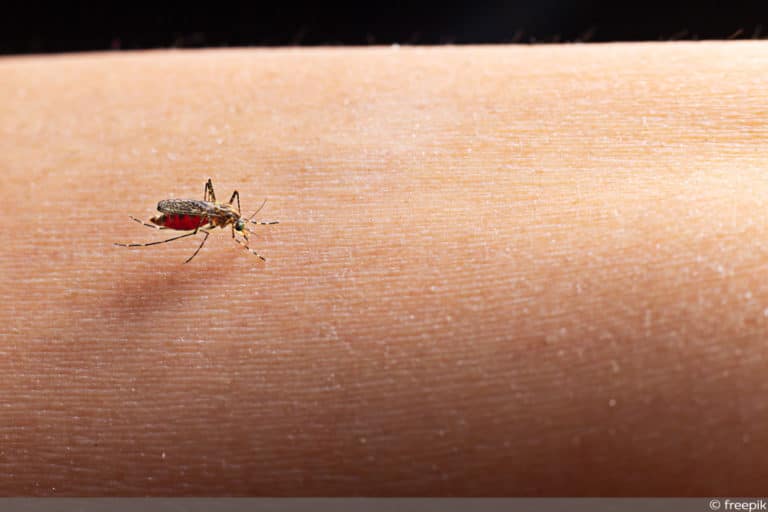 Was hilft gegen Mücken in Wohnung und im Garten ...