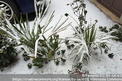 Nadelpalme überwintern