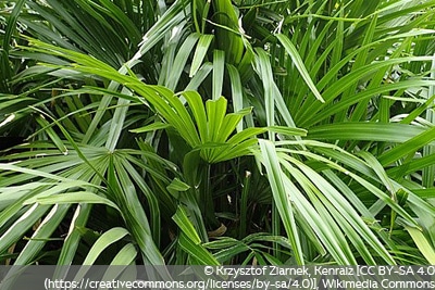 Rhapidophyllum hystrix