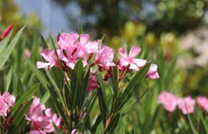 Oleander vermehren