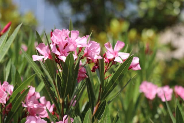 Oleander vermehren