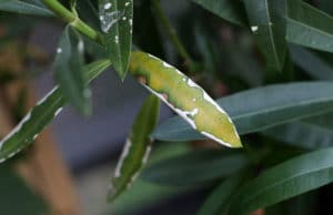 Oleander Krankheiten