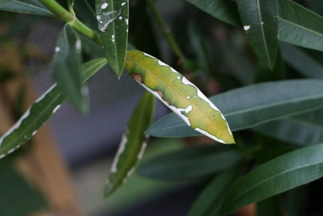 Oleander Krankheiten