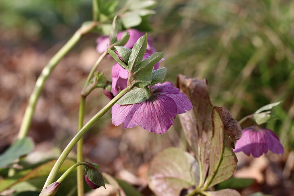 Orientalischer Nieswurz (Helleborus orientalis), winterhart