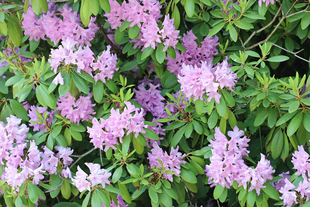 Pflanzen als Sichtschutz - Rhododendron