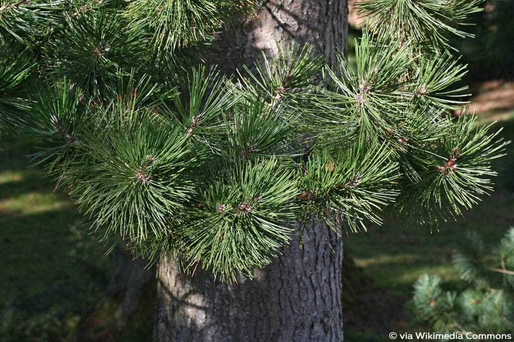 Schlangenhaut-Kiefer ’Compact Gem’ (Pinus heldreichii), winterhart