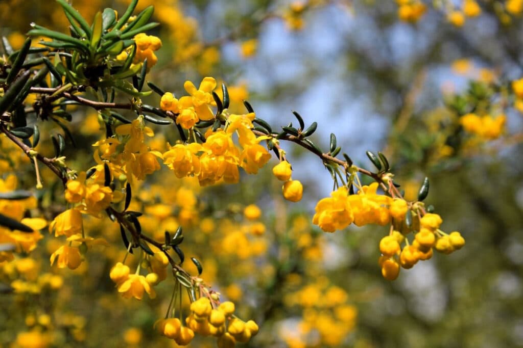 Schmalblättrige Berberitze (Berberis x stenophylla)